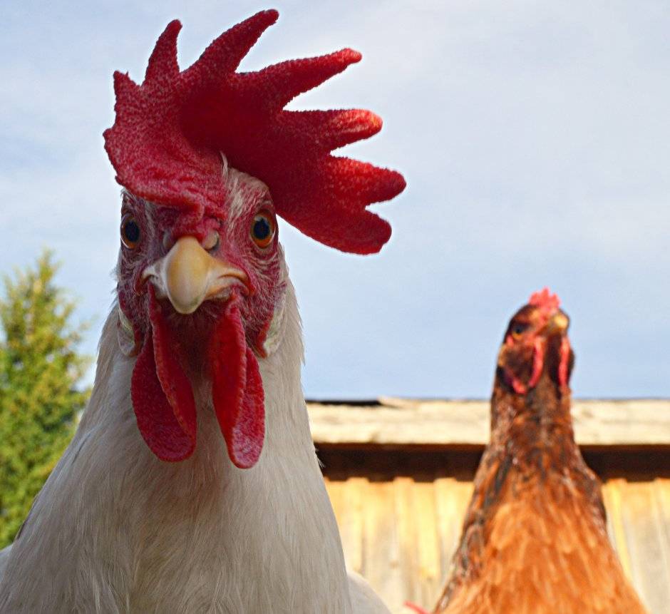 He Thought His Hens Were Acting Strange — Then He Found What They Were Hiding