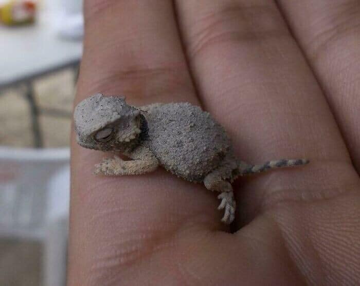 Kentucky Girl Makes Shocking Discovery in Backyard — The Vet Took One Look and Yelled ‘Stand Back!’