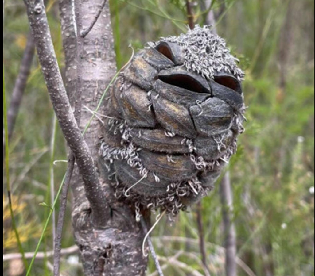 Nature Played a Trick on This Woman During Her Walk… You’ll Never Guess What She Saw