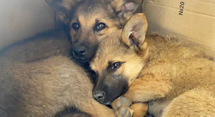 He Thought the Puppies Wanted Saving — But They Were Trying to Save Someone Else