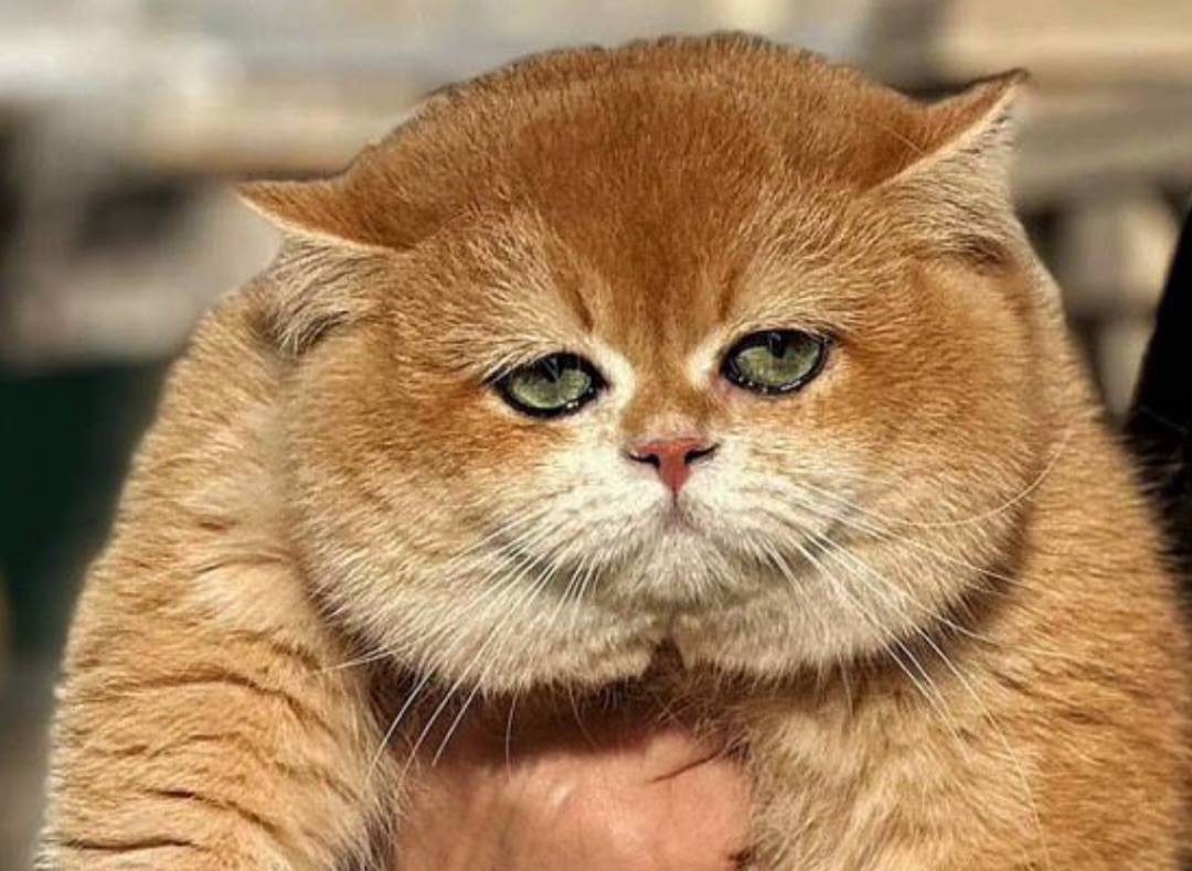 They Left Him After 5 Years — One Look Into His Green Eyes Will Break You