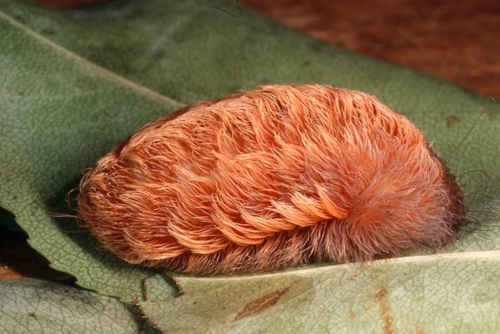 If You See Something That Looks Like a Patch of Fur, Don’t Touch It. It Might Not Be Harmless at All.