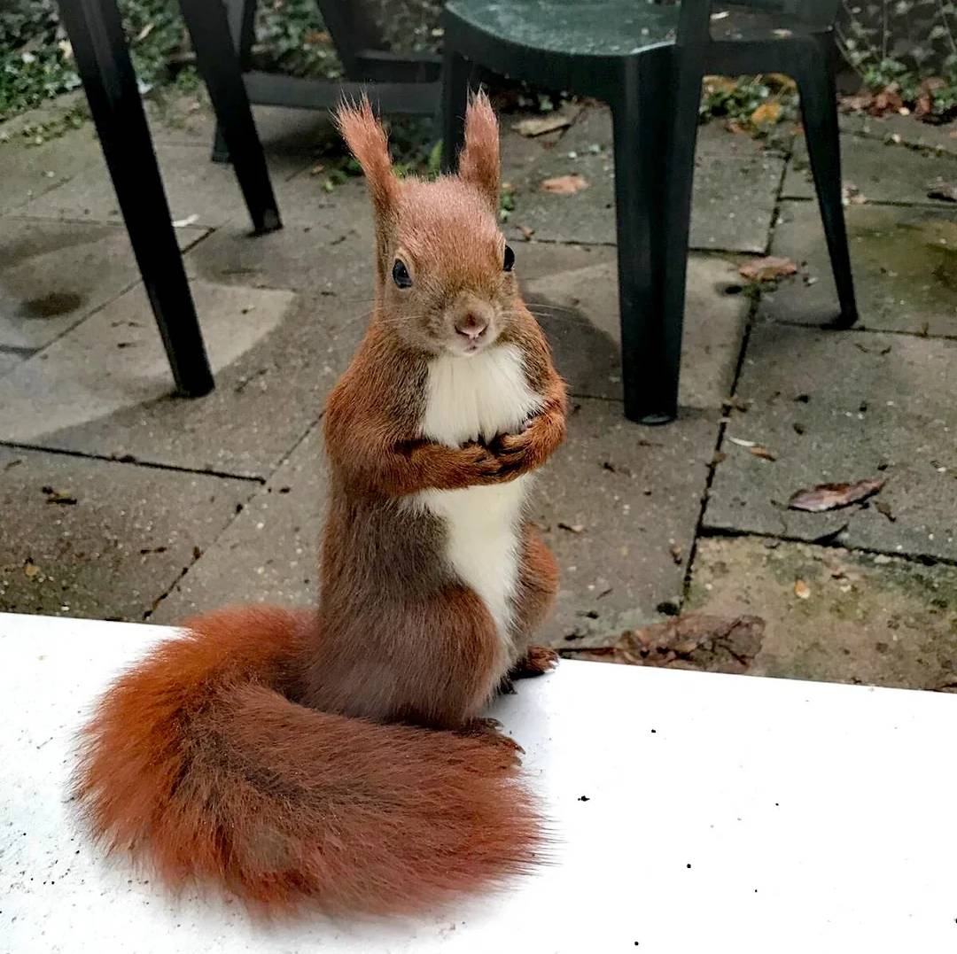 They Thought She Just Wanted Food — Until She Took Them to the Woods