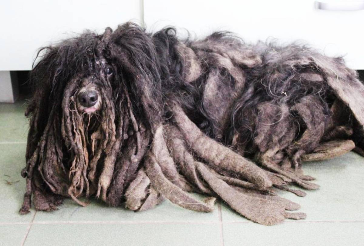 Neglected for Years and Abandoned, This Dog’s Transformation Left Rescuers in Tears