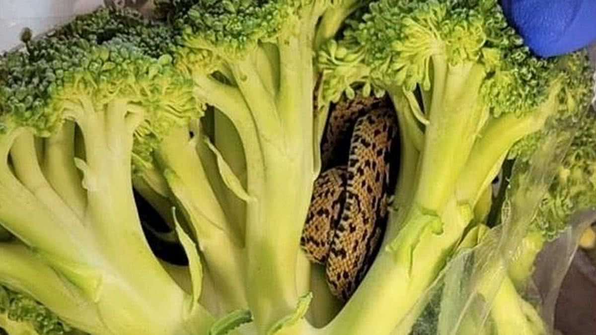 Florida Man Finds THIS Hiding in His Broccoli —And It Nearly Ended in Disaster