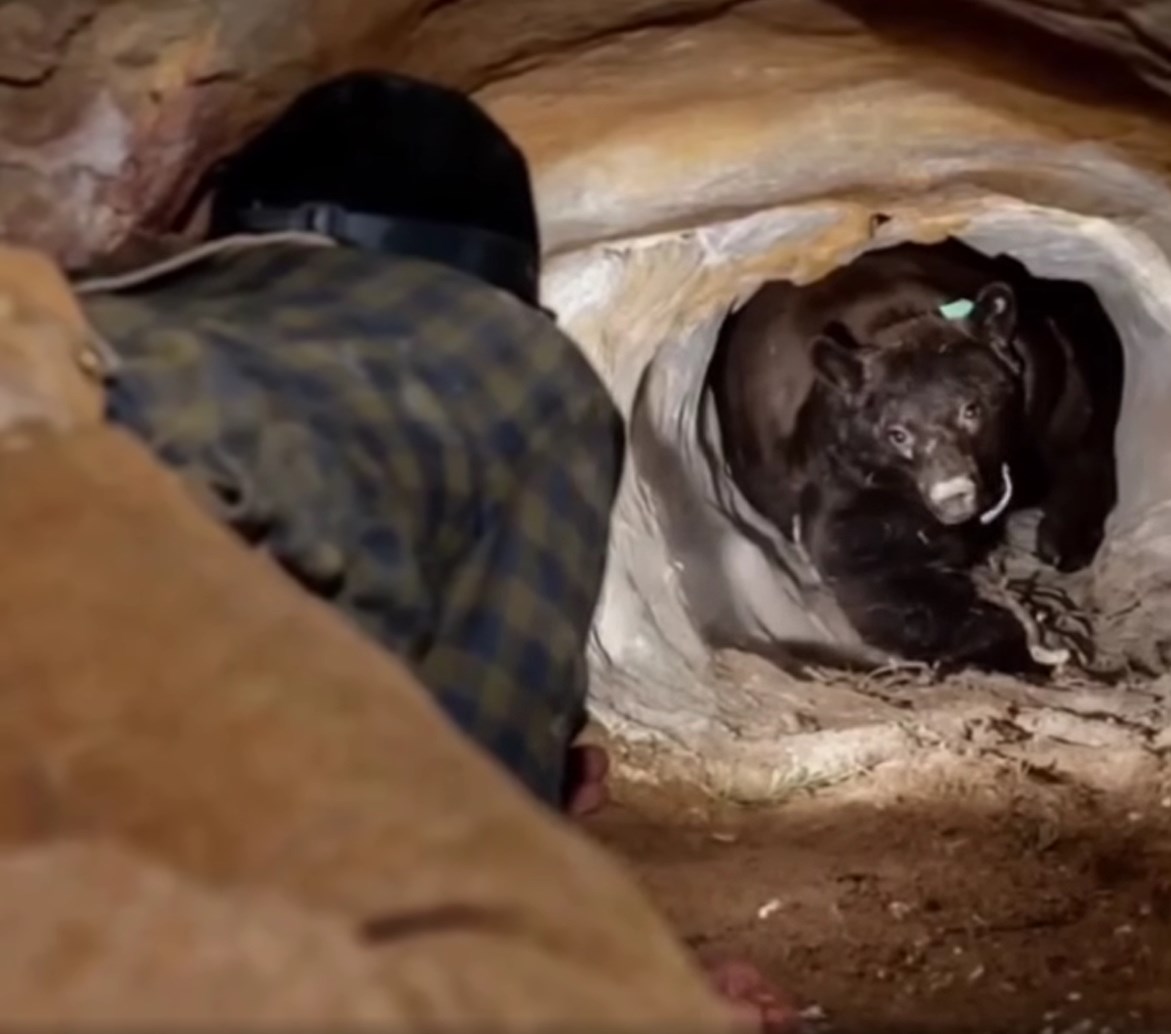 Face-to-Face in the Shadows: A Survivor’s Account of Meeting a Bear Inside a Mountain Cave