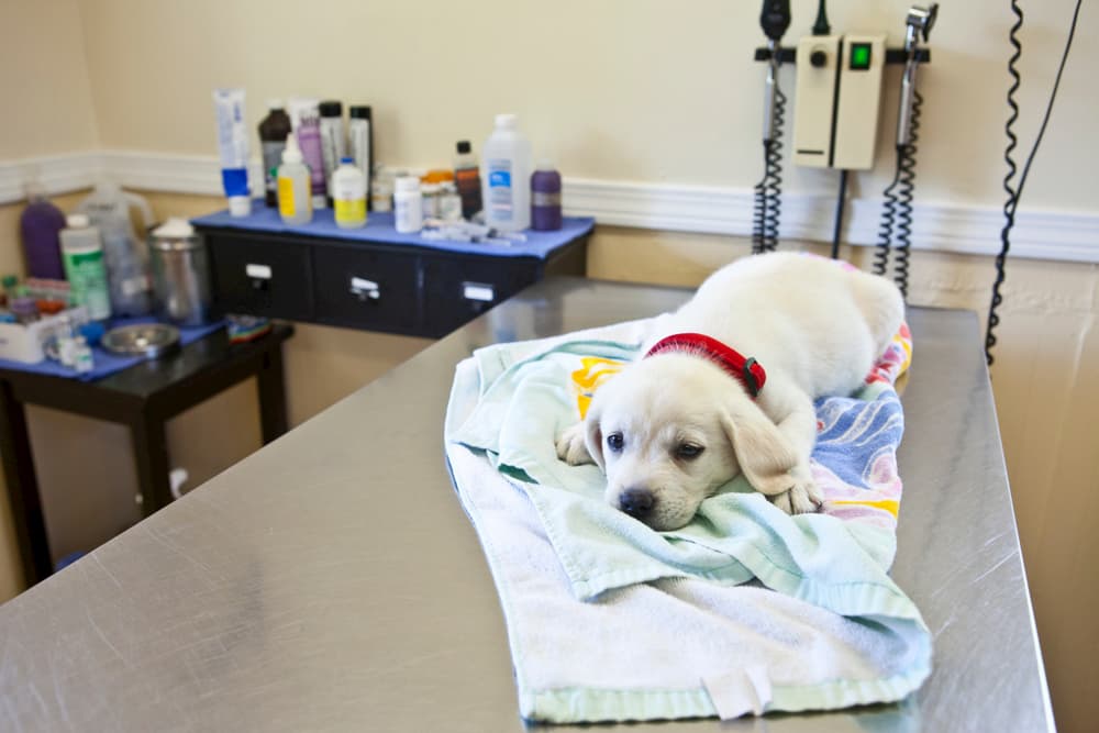It Seemed This Puppy Had No Chance To Live, But At The Very Last Moment The Vet Thought To Take A Closer Look